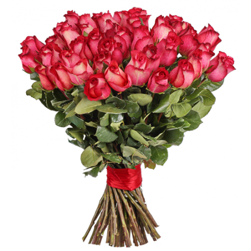 51 голландская красно-белая роза