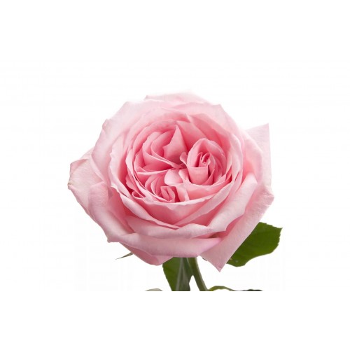 Пионовидная роза Ohara 