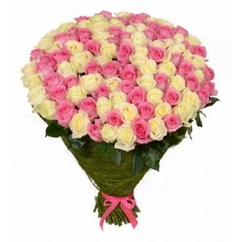 101 голландская белая и розовая роза 60 см