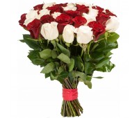 25 красных и белых голландских роз (60см)