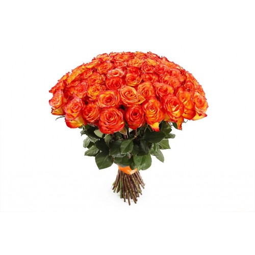 51 голландская оранжевая роза  
