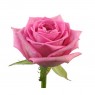 Розовая крымская роза