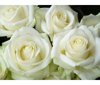 Белая крымская роза 