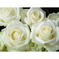 Белая крымская роза 