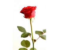 Красная крымская роза