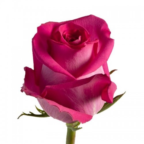Малиновая голландская роза