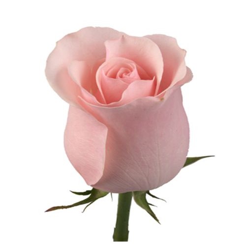 Розовая голландская роза
