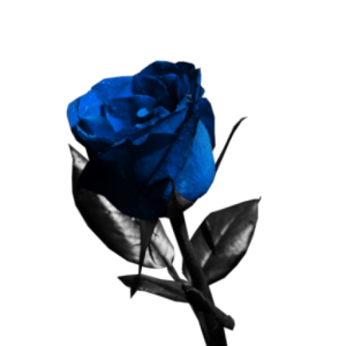 Импортная синяя роза 70 см