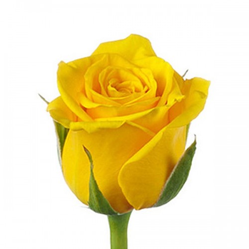 Жёлтая крымская роза 