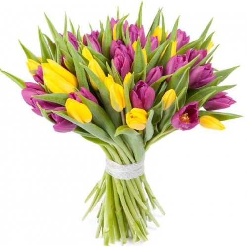 31 фиолетовый и жёлтый тюльпан (11 - 101)