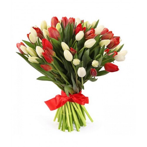 51 красный и белый тюльпан (11 - 101)