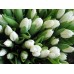 101 белый тюльпан (от 11 до 101 шт)