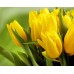 15 жёлтых тюльпанов (11 - 101)